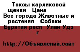 Таксы карликовой щенки › Цена ­ 20 000 - Все города Животные и растения » Собаки   . Бурятия респ.,Улан-Удэ г.